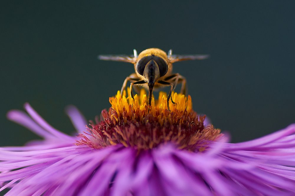 Муха-журчалка