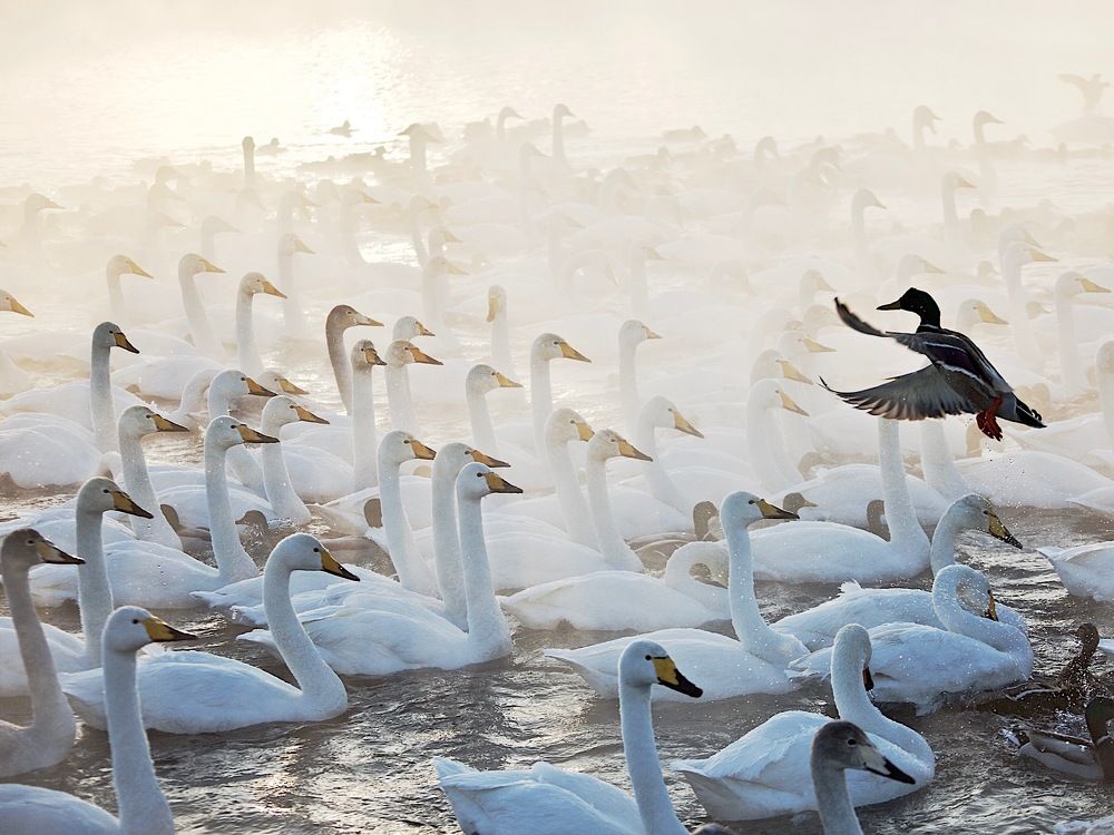 д и р и ж ё р  :)