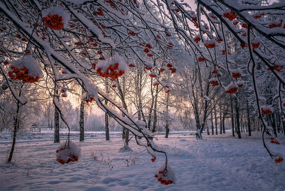 Рябиновое утро...