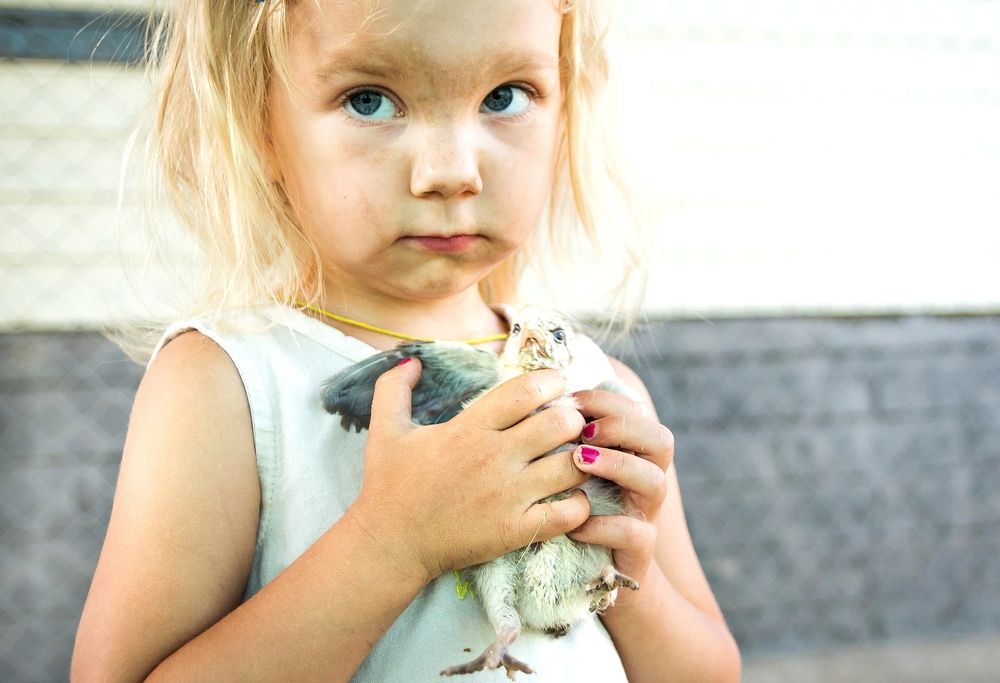 Куриная королева