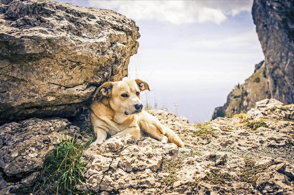 Горный спутник