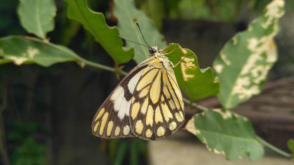 Butterfly