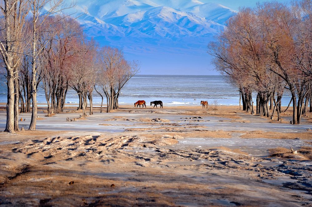 Три товарища и лебедь