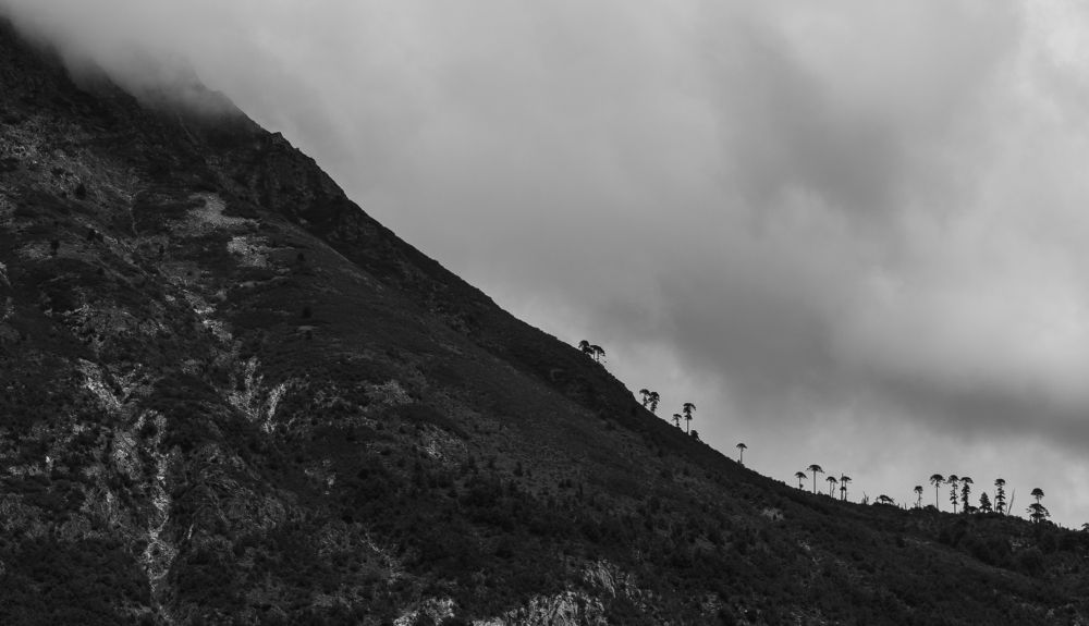 Centinelas del tiempo.(Araucarias)