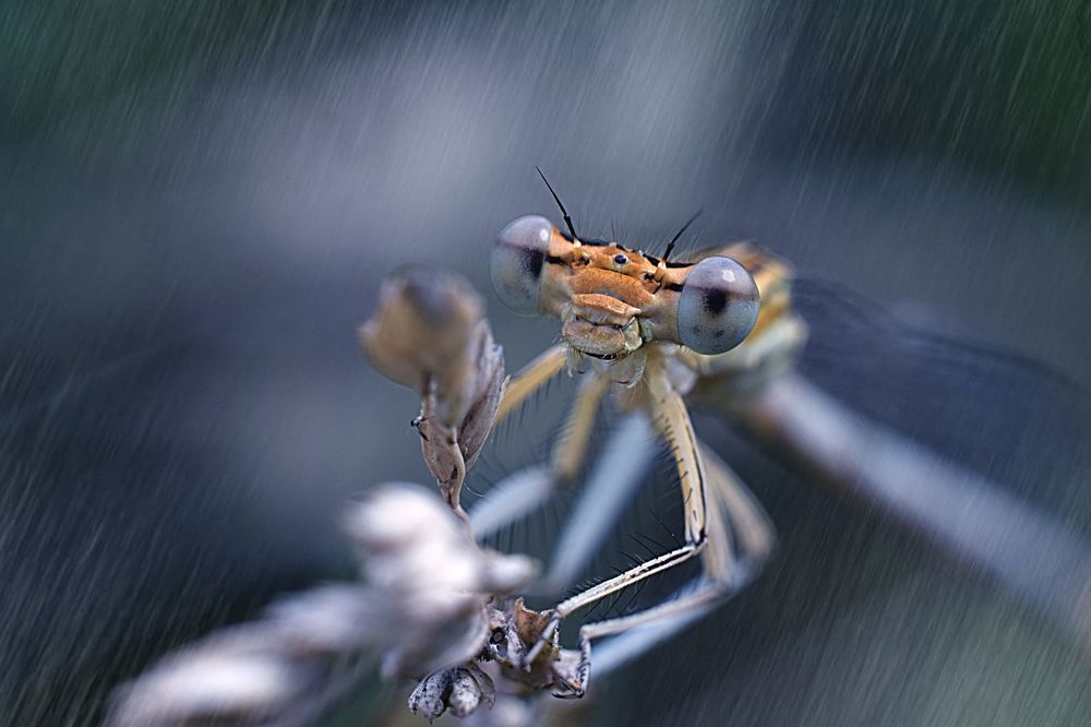 Дама с микрофоном.