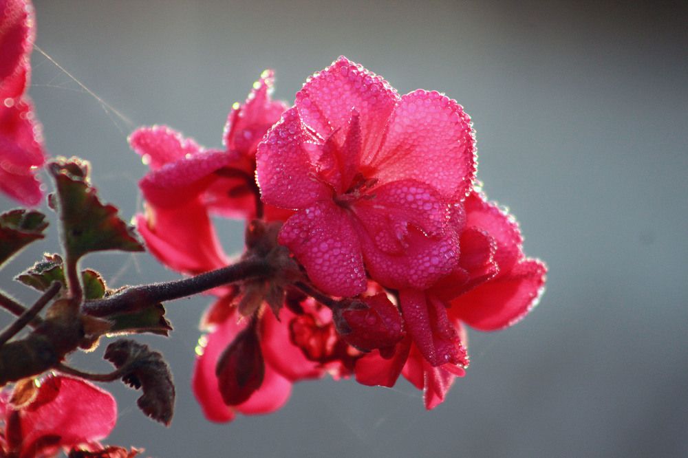 Photograph by Ирина Сажина