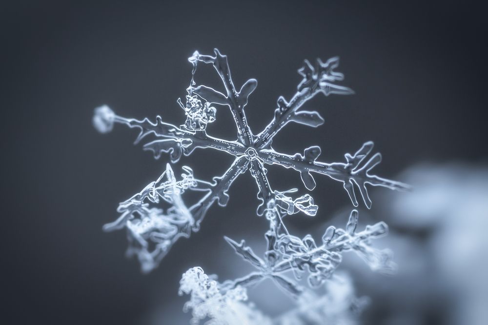 Мороз художник и скульптор.