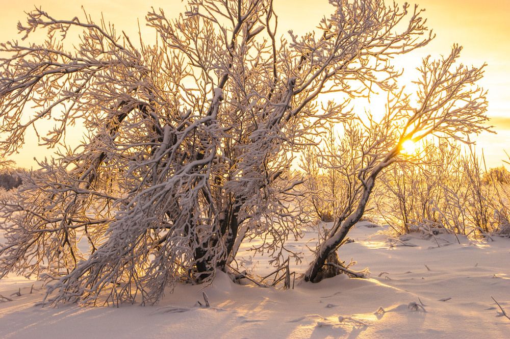 "Зимний свет"