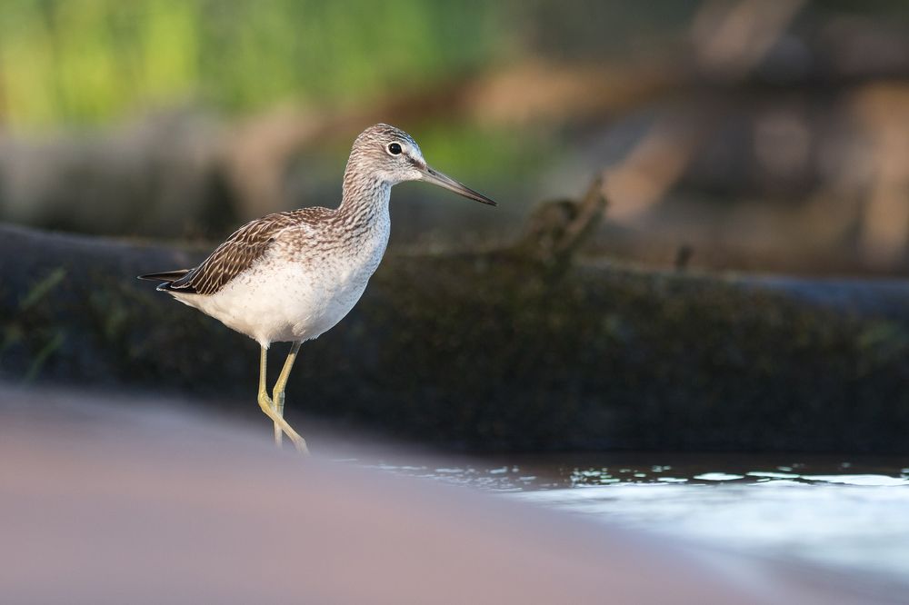 В летних цветах