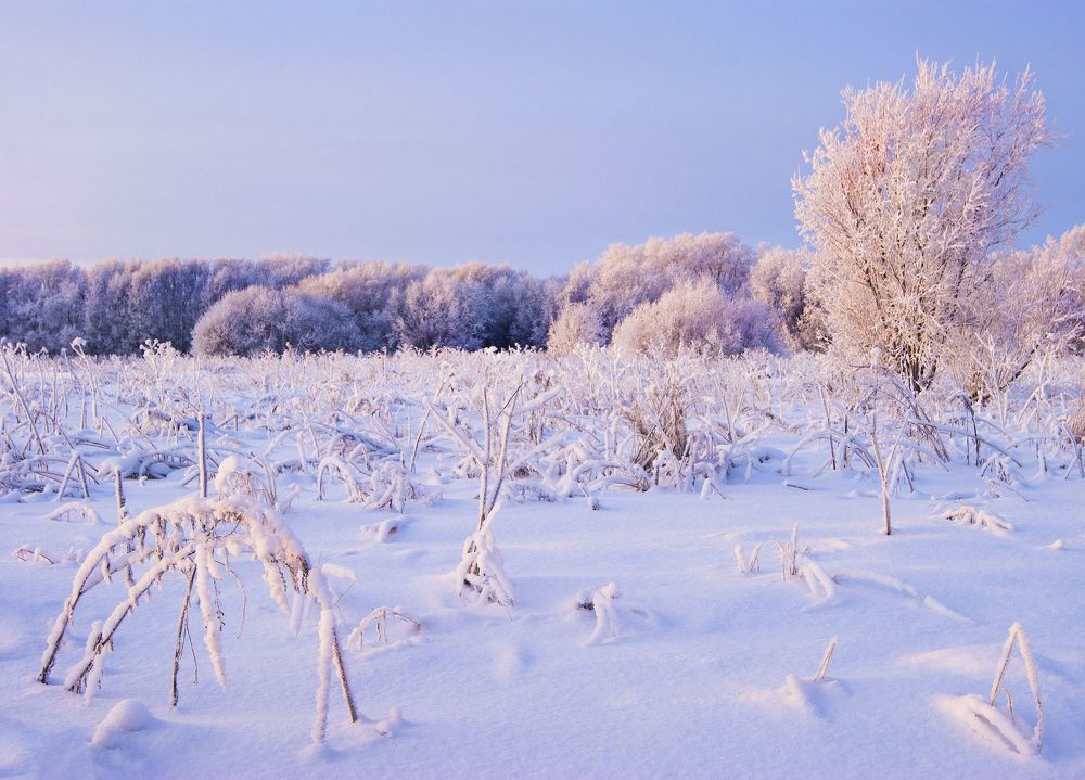 "Наслаждение зимой"
