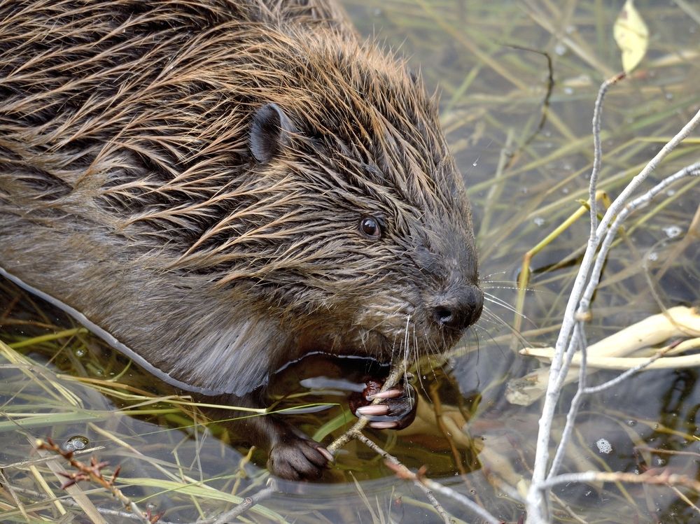 Бобр за ужином.