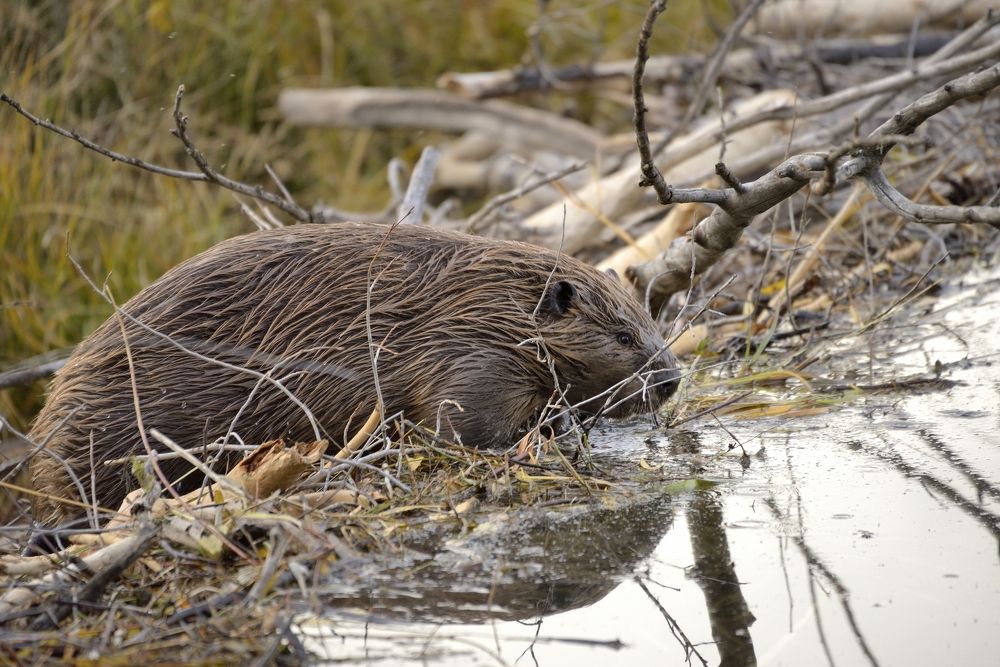 Хозяин плотины.