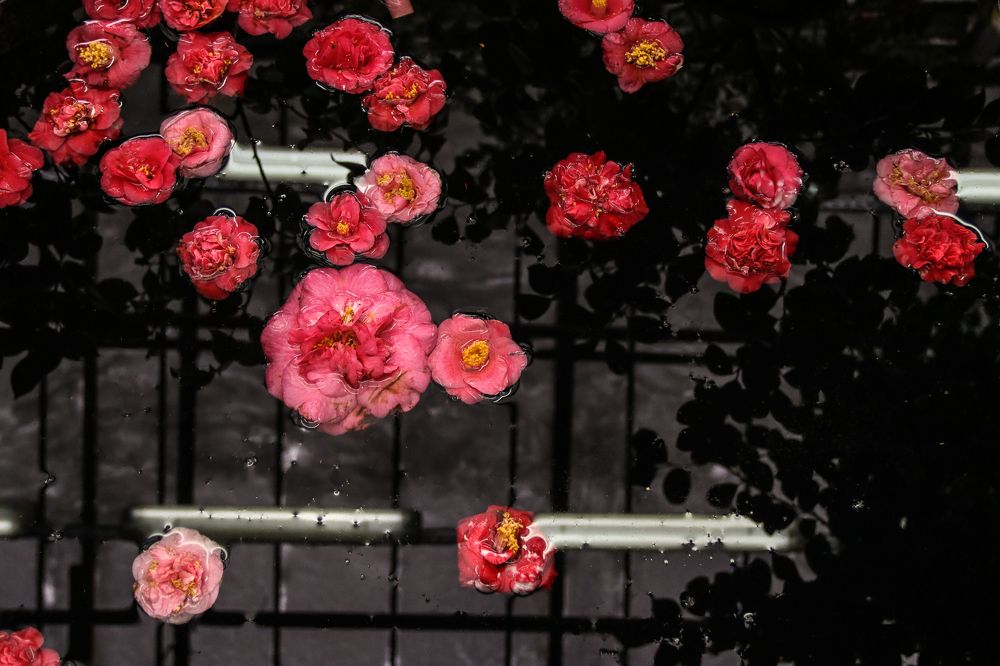 Вторая жизнь