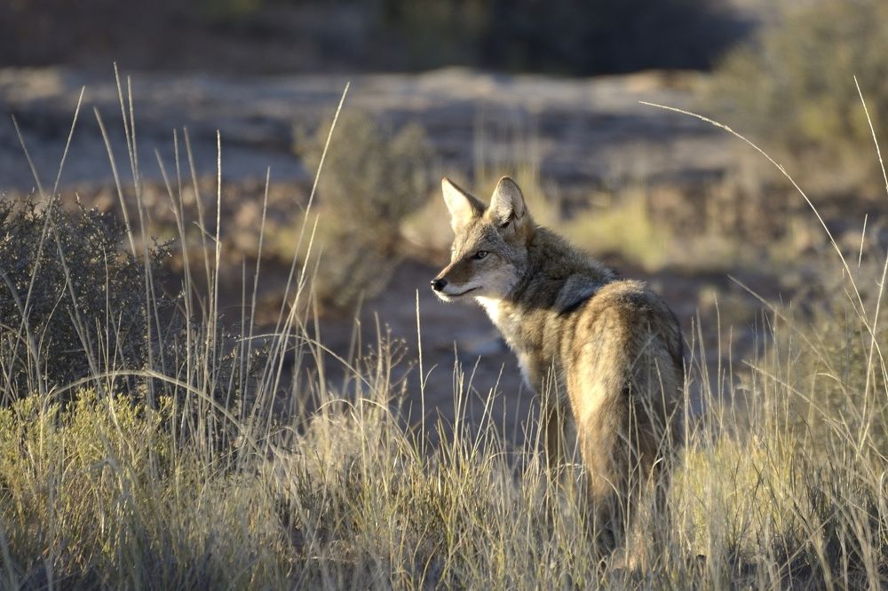Встреча на рассвете.