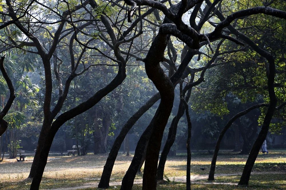A winter foggy morning