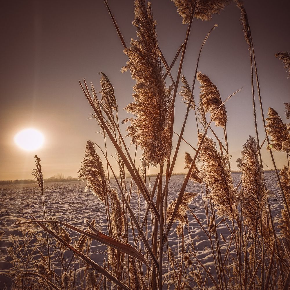 Согретые солнцем