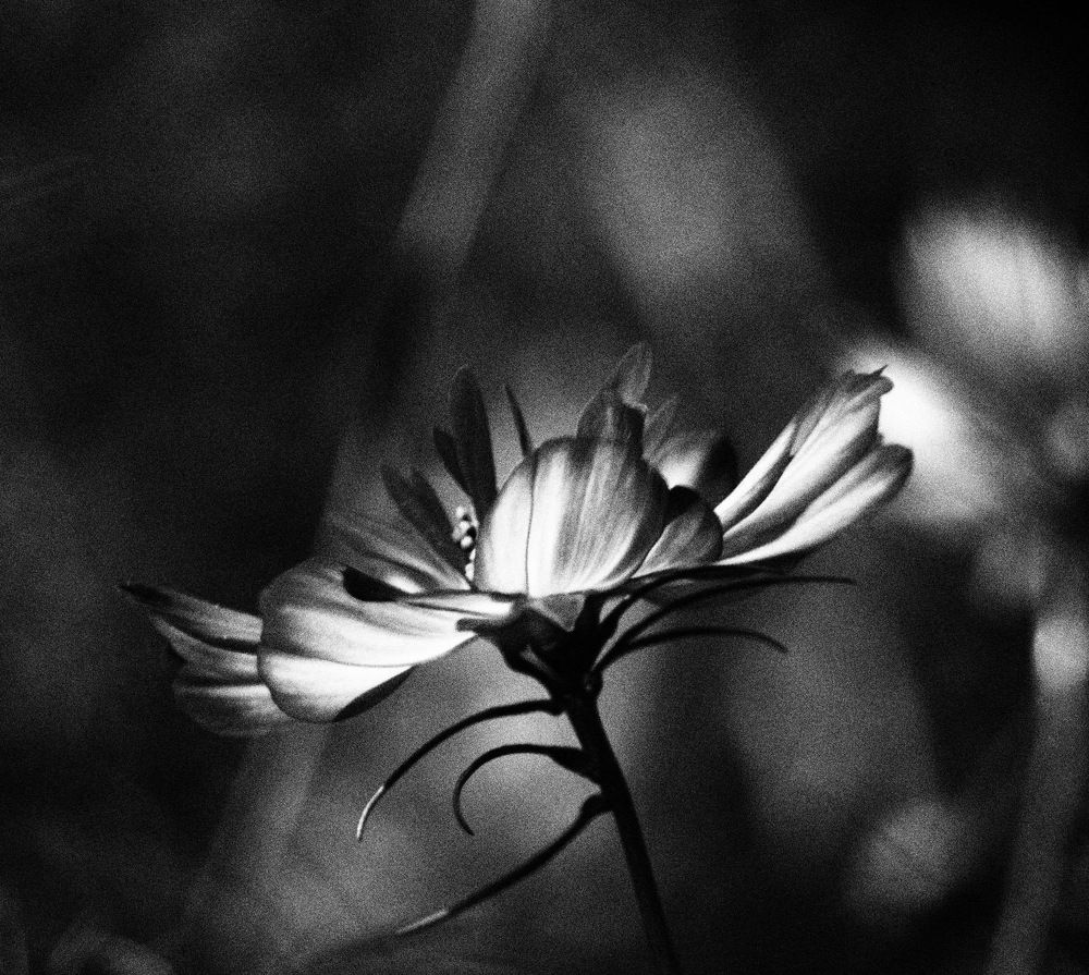 Волшебная космея (2)