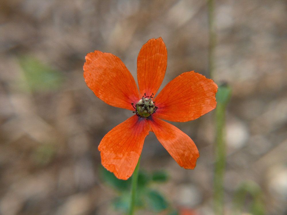 5 желаний красного .