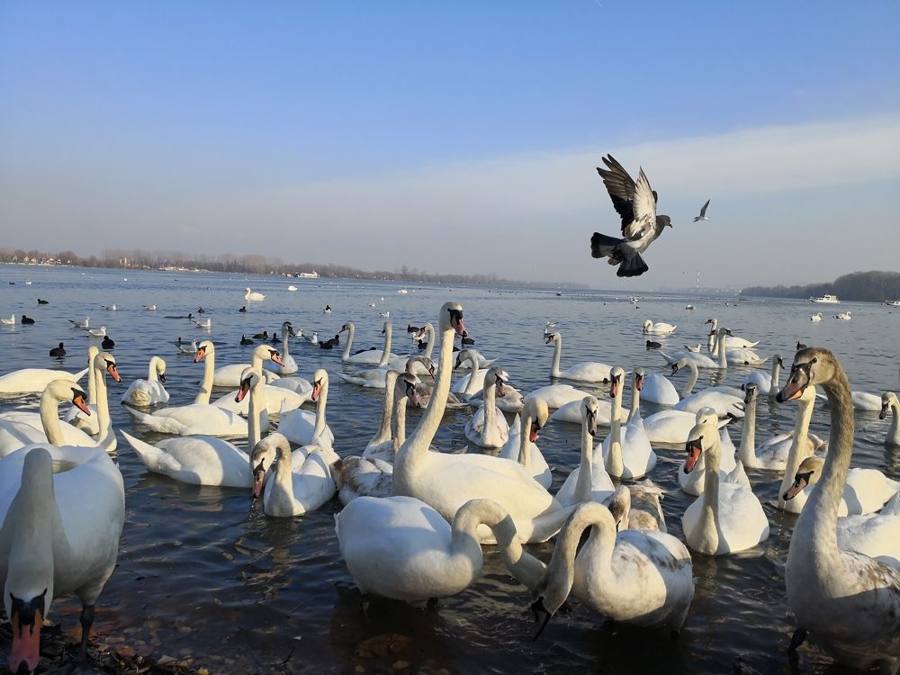 On the beautiful blue Danube