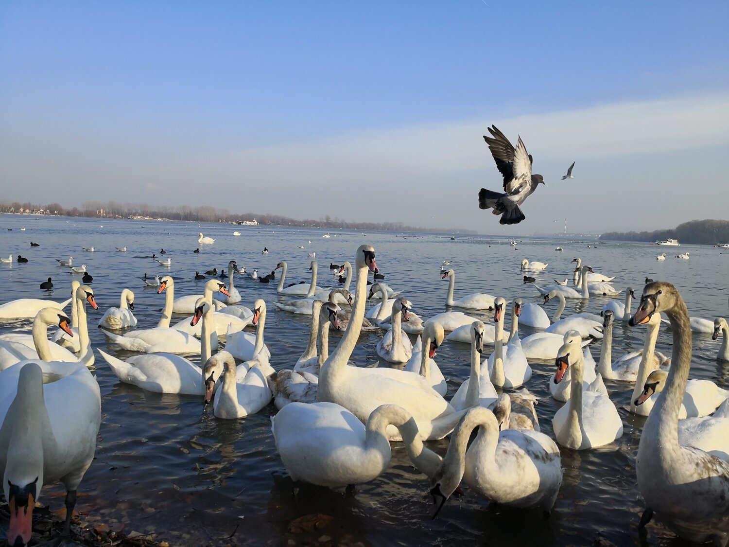On the beautiful blue Danube