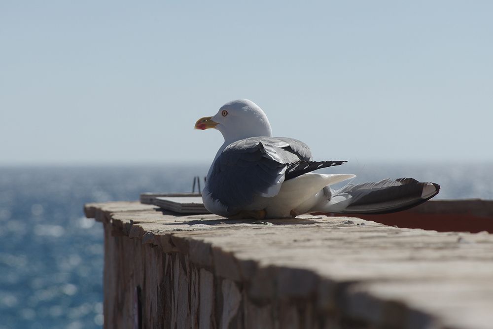 seagull