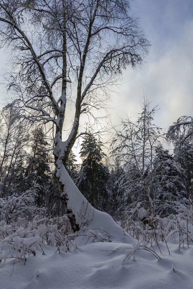 Морозный день