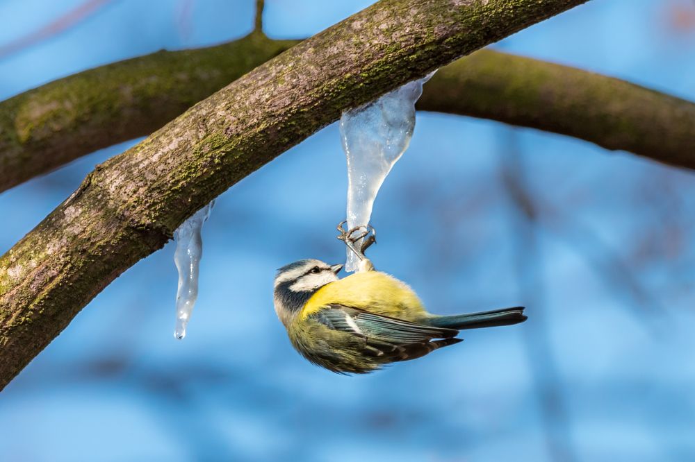 Blue tit on the icicle