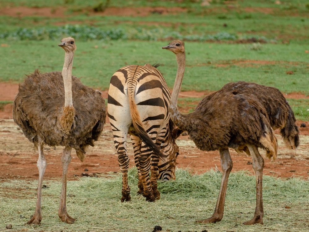 Страусиная симметрия