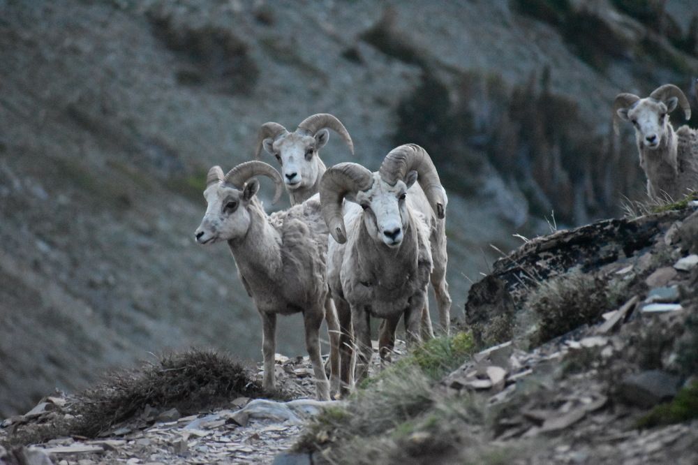 Bighorn Sheep on Trail
