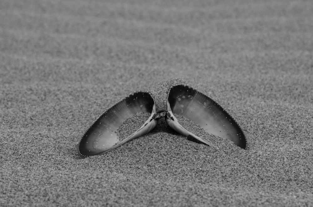 Морская симметрия