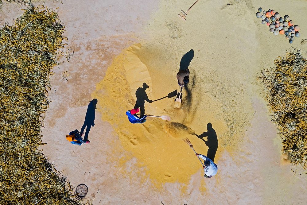 Harvest threshing ground