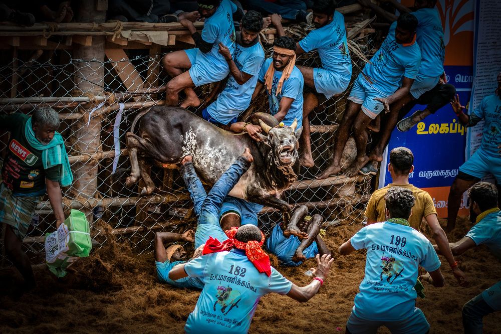Jallikattu