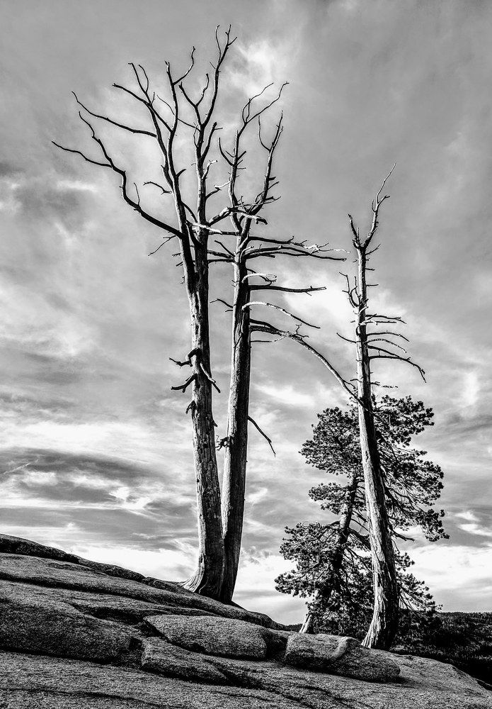 Winter Trees