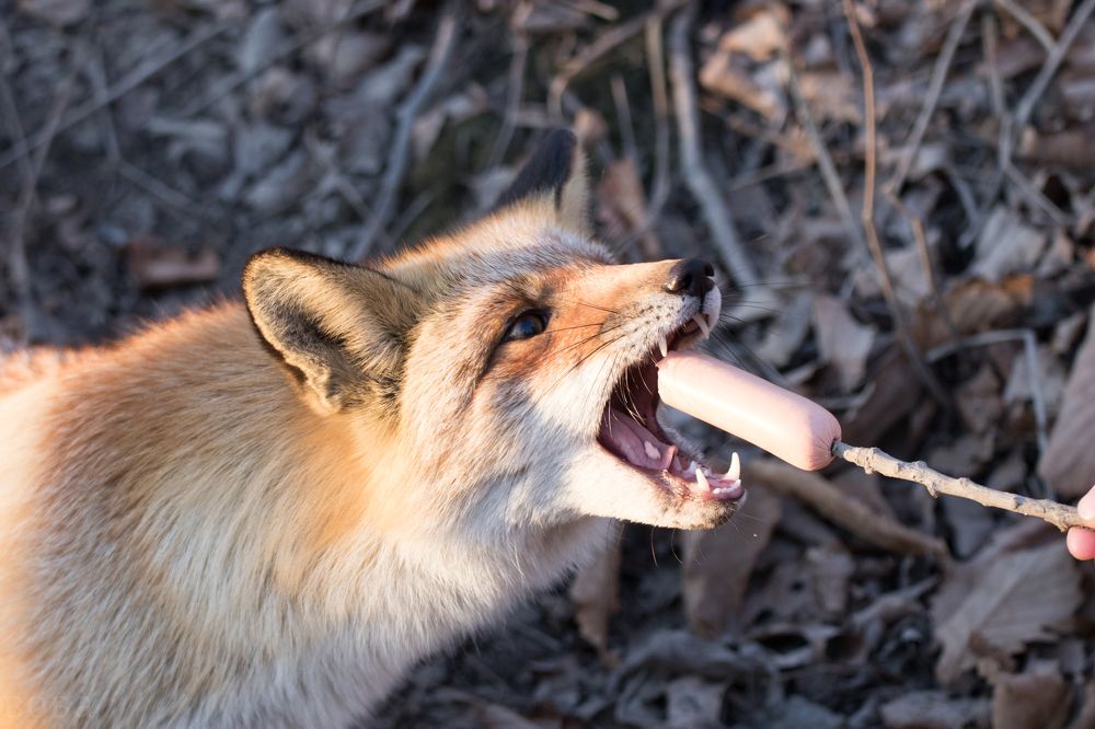 Лис мыса Тобизина