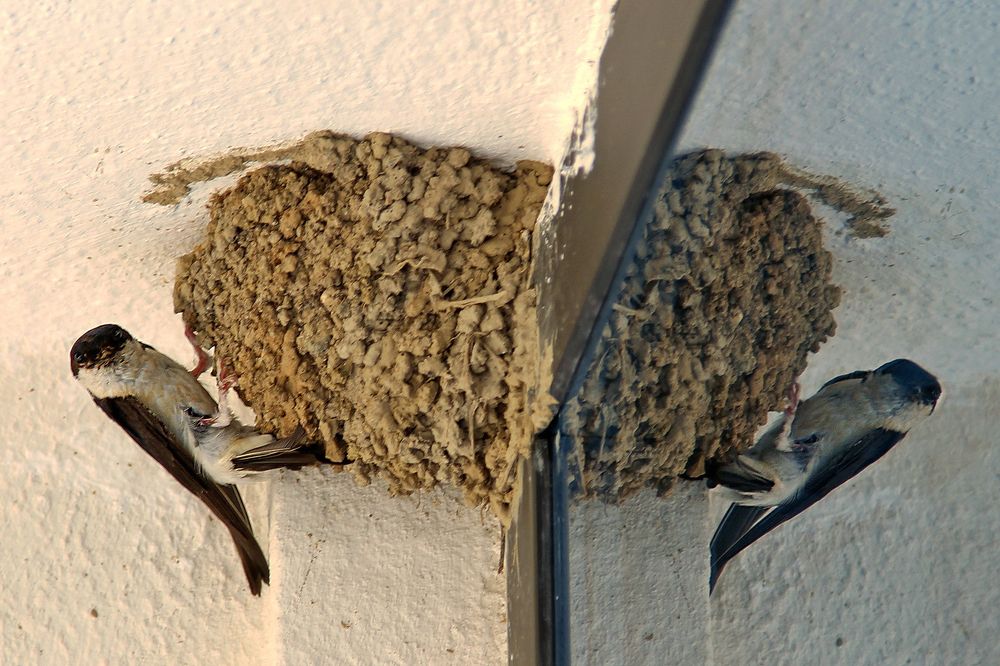 Внимание,птичка !!!