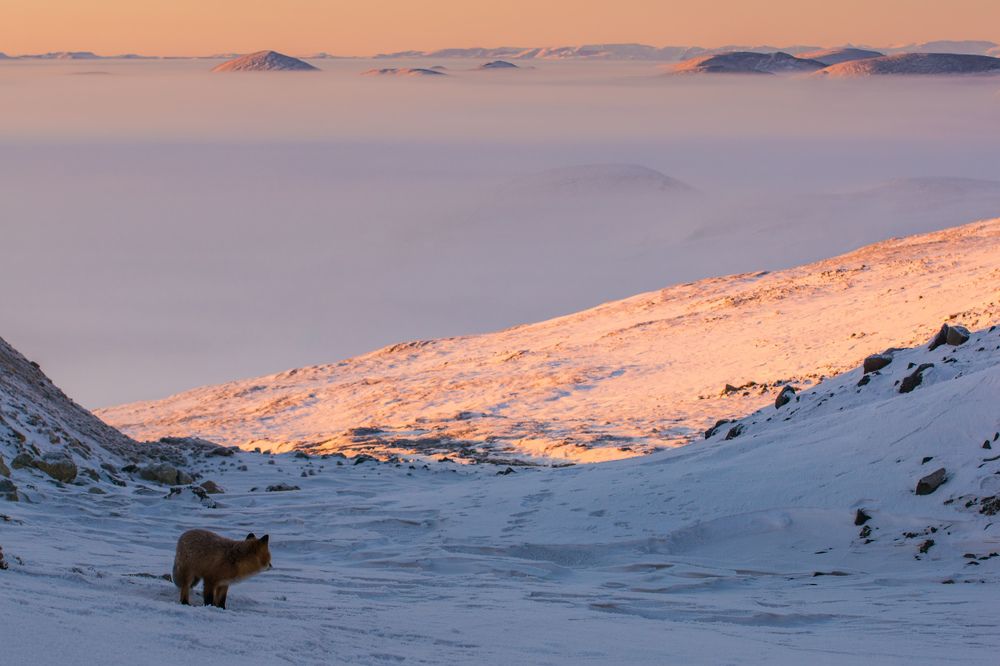 Может вернуться...