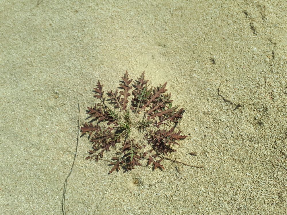Desert flower