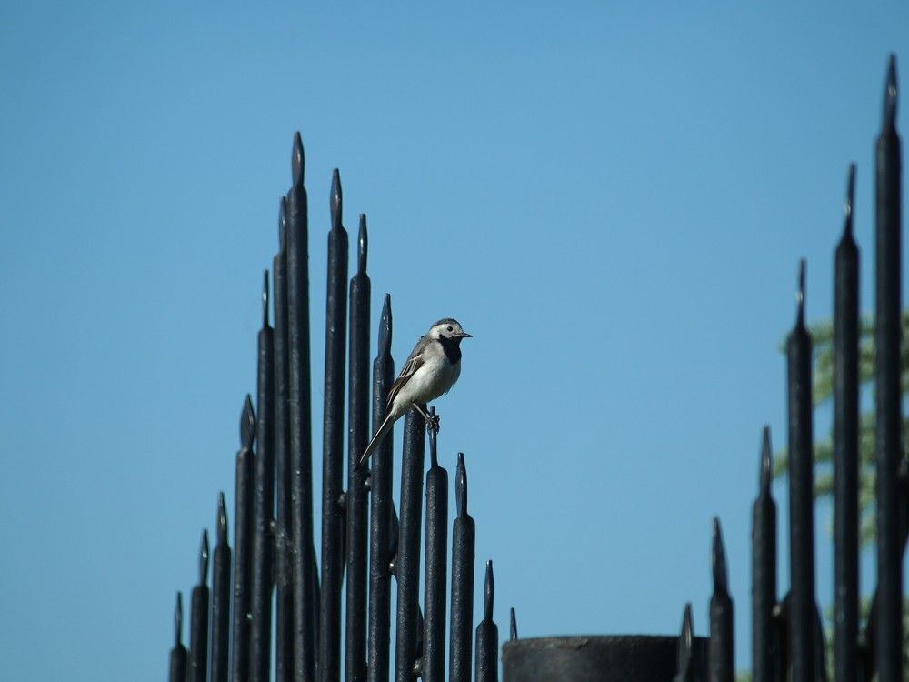 Трясогузка