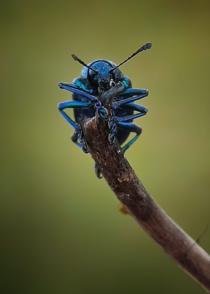 Blue Milkweed Beetle