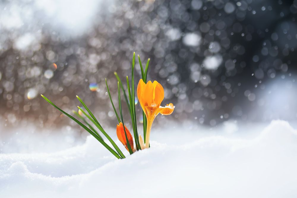 дыхание весны