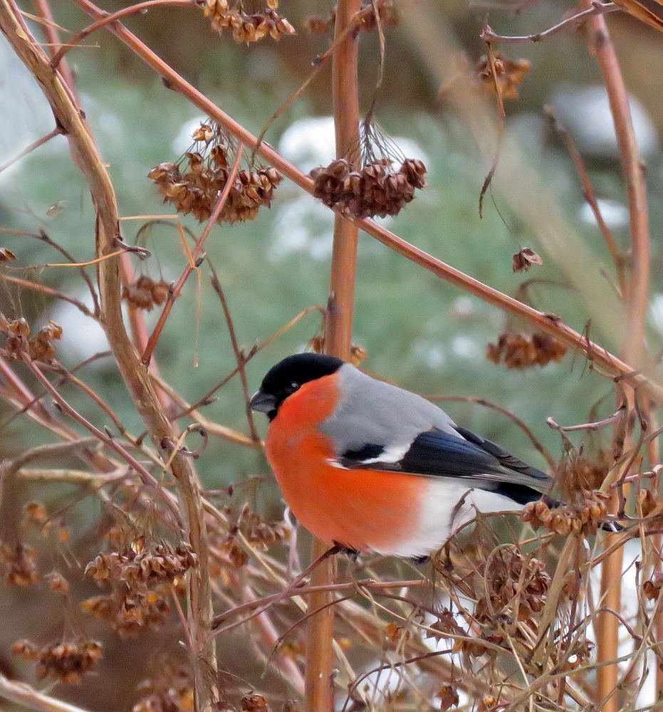 Красота - великая сила !