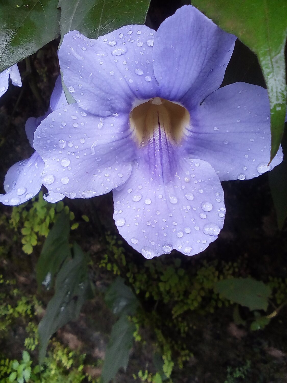 Raindrops and flower