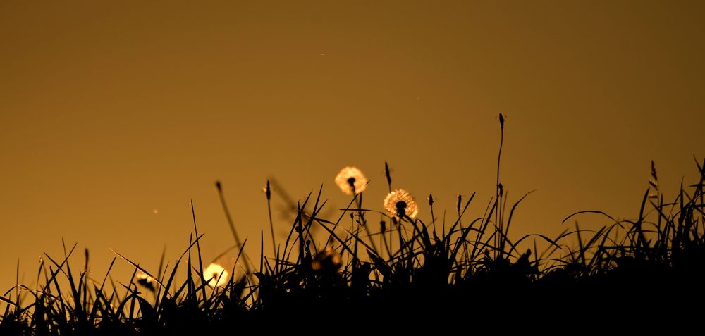 Sončni zahod na travniku .