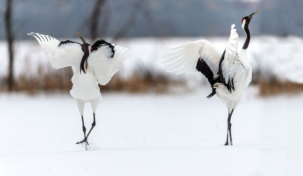 Танцующие журавли