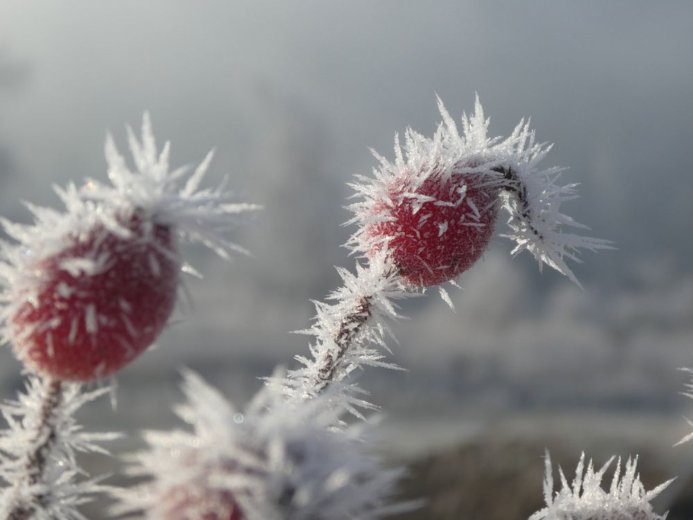 Photograph by Davorin Jurković