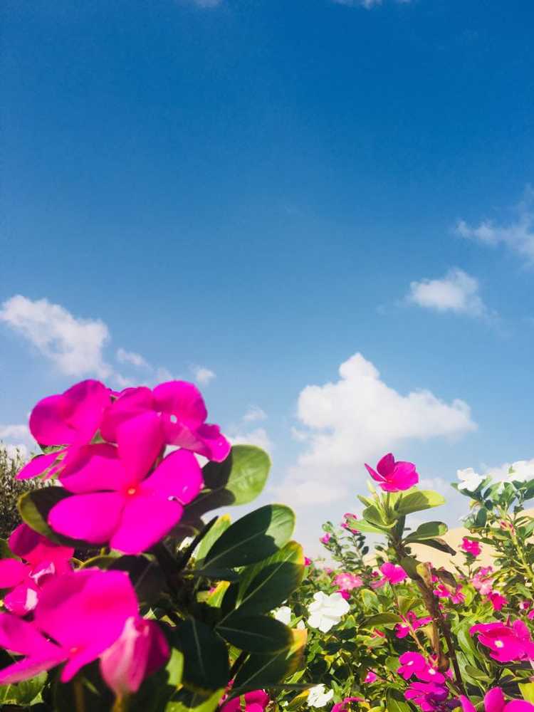 Photograph by Faisal Elaimary