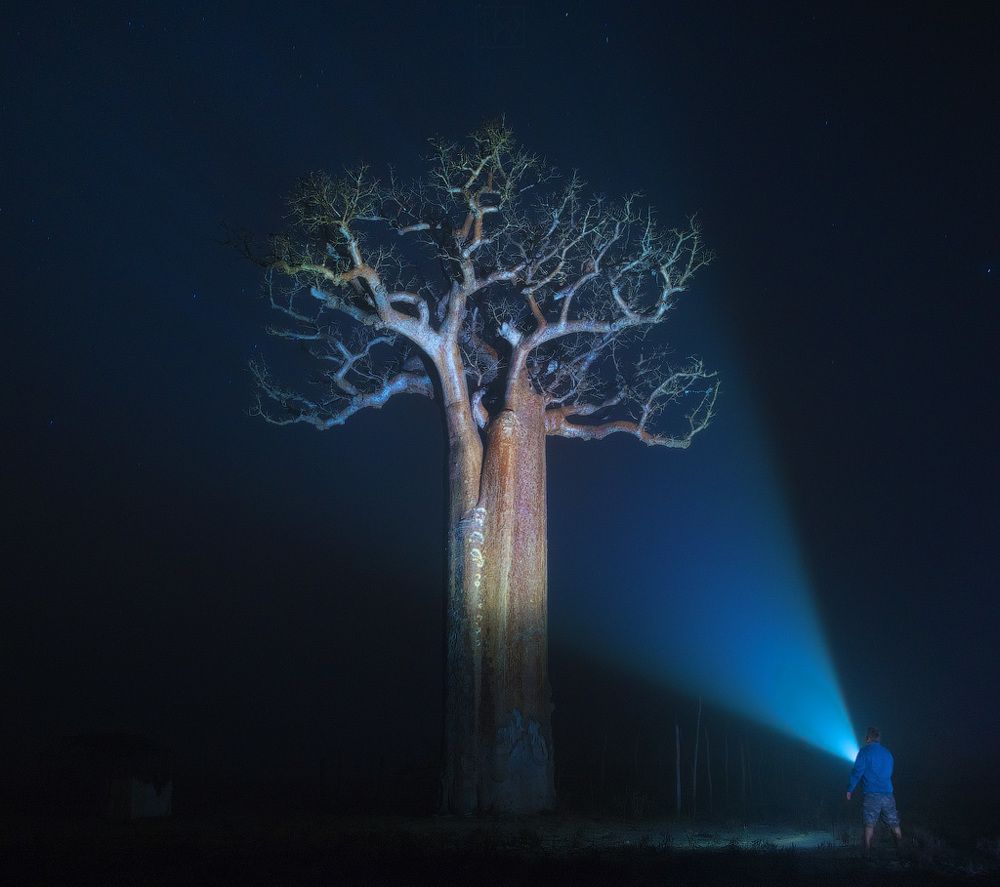 К священному дереву