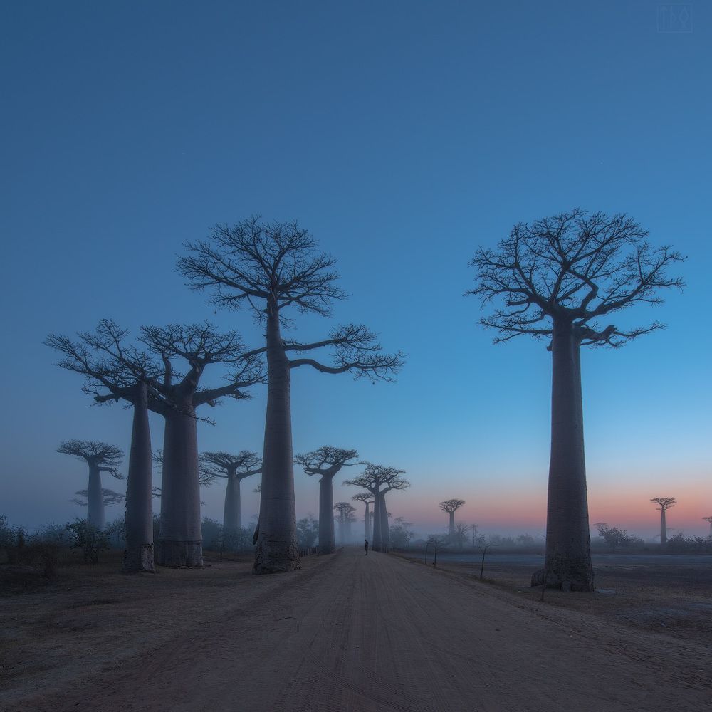 Аллея баобабов