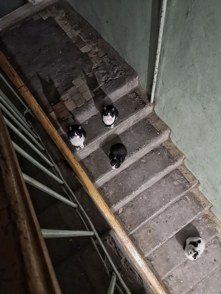 Подъездные домовые