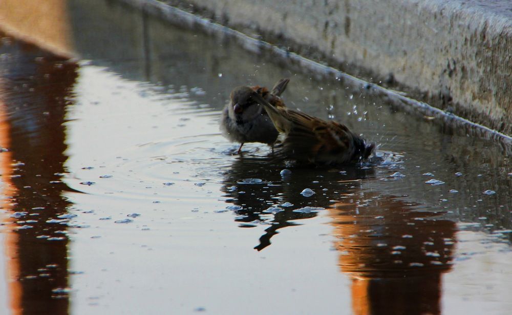 Photograph by Farinaz Bagherpour